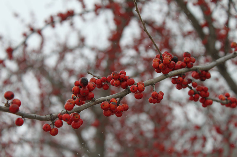 Deciduous Holly | Oklahoma State University