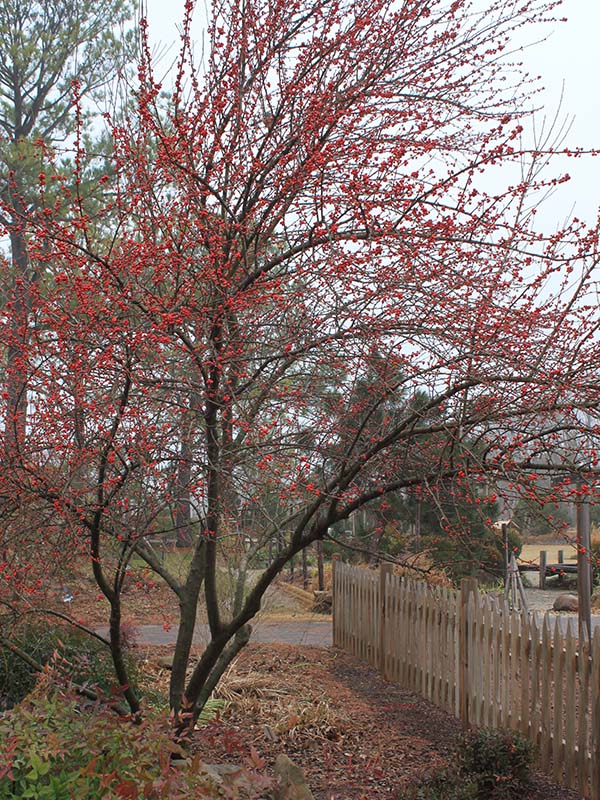 A shrub with red berries and no leaves next to a fence. A shrub with red berries and no leaves next to a fence.