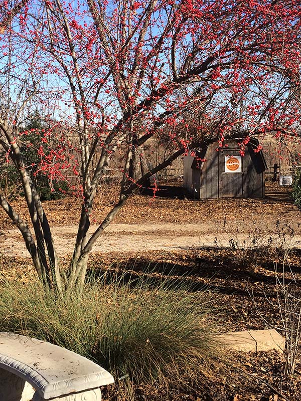 A shrub with red berries growing in a landscape near a concrete bench. A shrub with red berries growing in a landscape near a concrete bench.