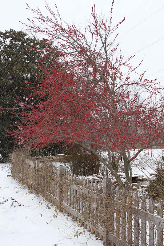 A shrub with red berries in the snow. A shrub with red berries in the snow.
