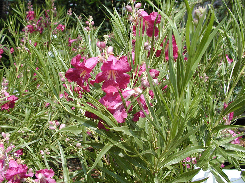 A burgundy colored Desert Willow Cultivars flower. A burgundy colored Desert Willow Cultivars flower.