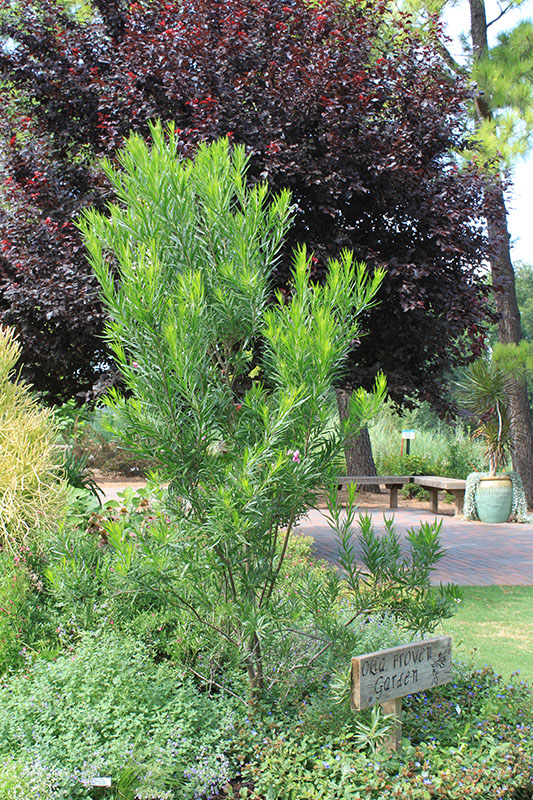 A small Desert Willow Cultivar. A small Desert Willow Cultivar.