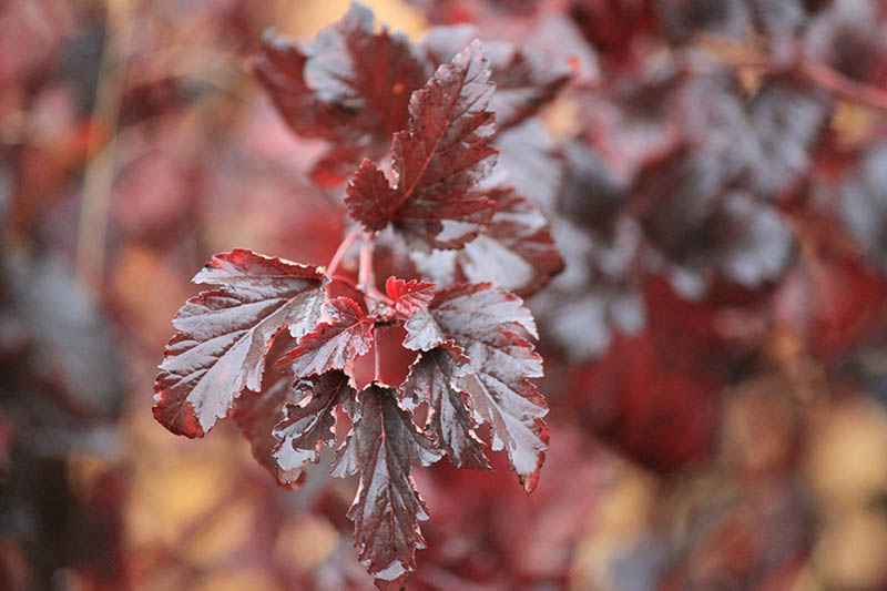 Red leaves on a shrub limb. Red leaves on a shrub limb.