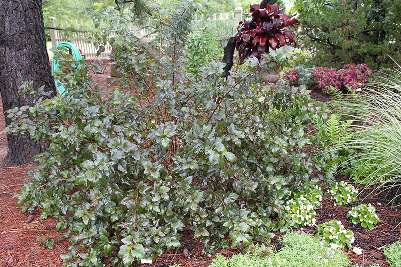 A green shrub plant in a flower bed with red mulch. A green shrub plant in a flower bed with red mulch.