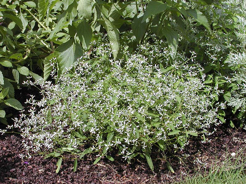 A Diamond Frost Euphorbia plant in a flower bed. A Diamond Frost Euphorbia plant in a flower bed.