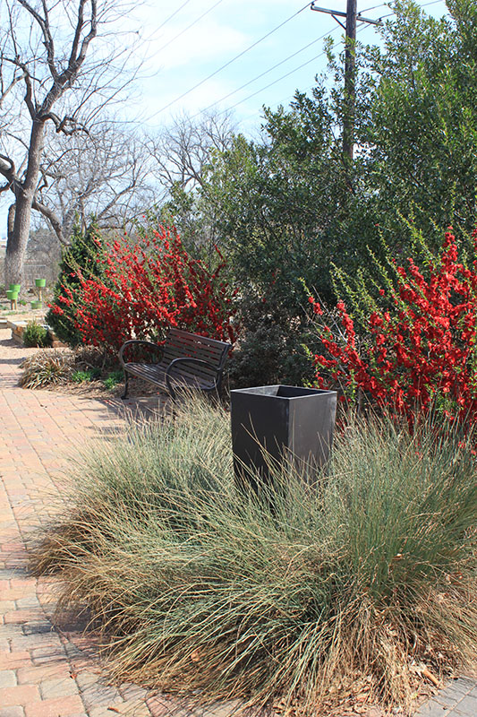 Double Take Series, Flowering Quince plants in flowerbeds. Double Take Series, Flowering Quince plants in flowerbeds.