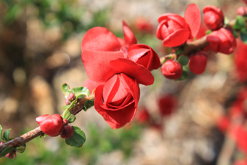 A close up of the Double Take Series, Flowering Quince flower in bloom. A close up of the Double Take Series, Flowering Quince flower in bloom.