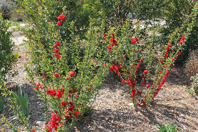 A couple Double Take Series, Flowering Quince plants in bloom. A couple Double Take Series, Flowering Quince plants in bloom.
