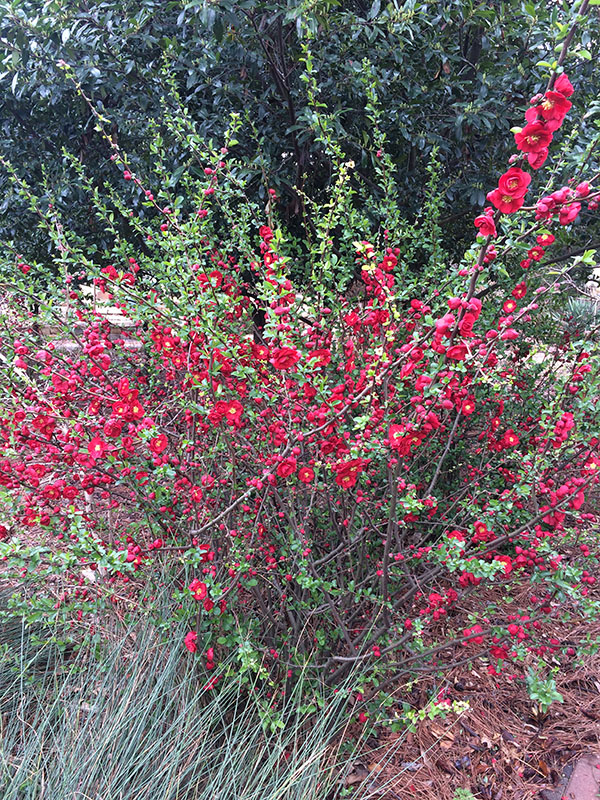 Double Take Series, Flowering Quince Oklahoma State University