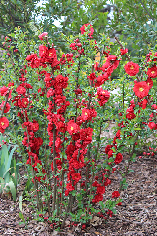 A Double Take Sereies, Flowering Quince Scarlet storm variation. A Double Take Sereies, Flowering Quince Scarlet storm variation.