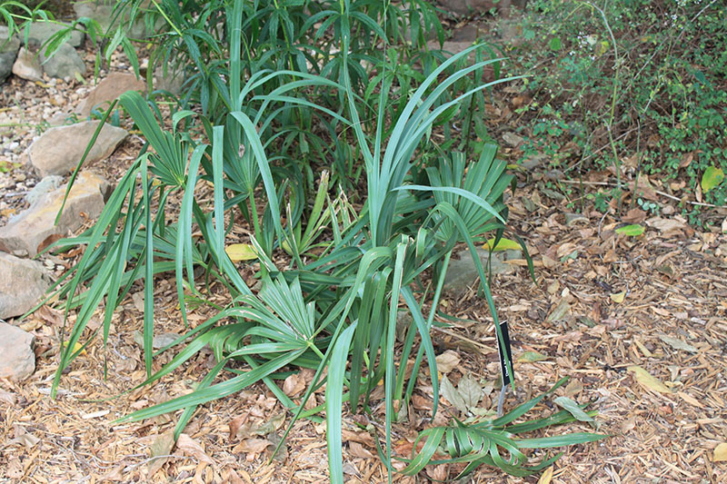 Young Dwarf Palmetto plants. Young Dwarf Palmetto plants.