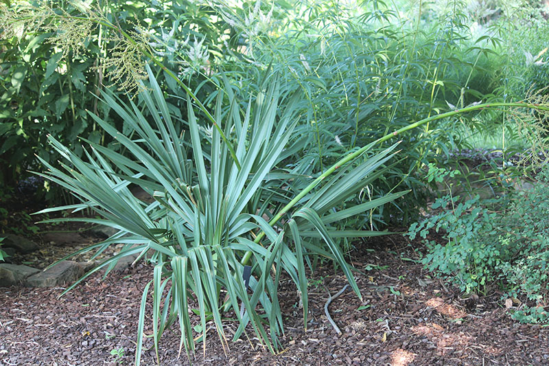 A large Dwarf Palmetto plant in a flowerbed. A large Dwarf Palmetto plant in a flowerbed.