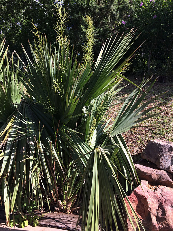 A large Dwarf Palmetto plant. A large Dwarf Palmetto plant.