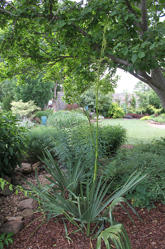 A Dwarf Palmetto plant growing in a flowerbed. A Dwarf Palmetto plant growing in a flowerbed.
