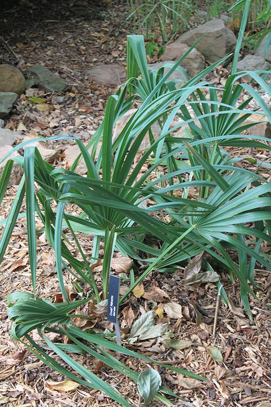 A small Dwarf Palmetto plant. A small Dwarf Palmetto plant.