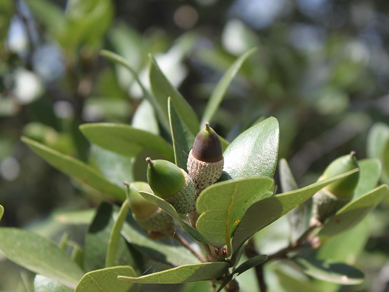 Green and brown acorns growing next to leaves on a tree limb. Green and brown acorns growing next to leaves on a tree limb.