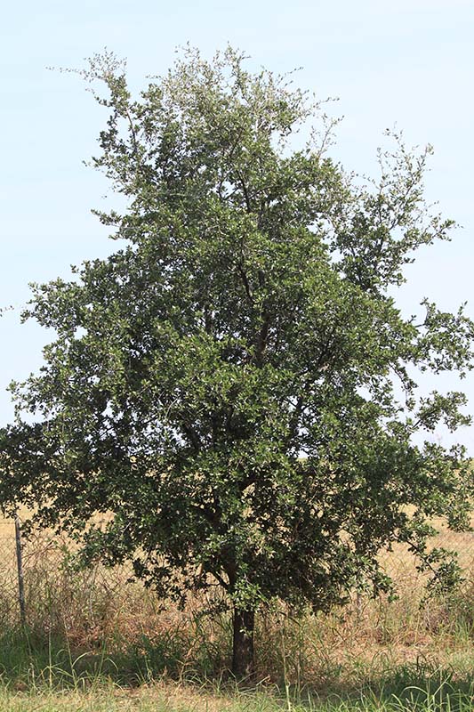 A tree with green leaves in a field of brown grass. A tree with green leaves in a field of brown grass.