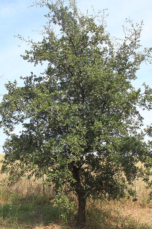 An oak tree in a field of dying grass. An oak tree in a field of dying grass.