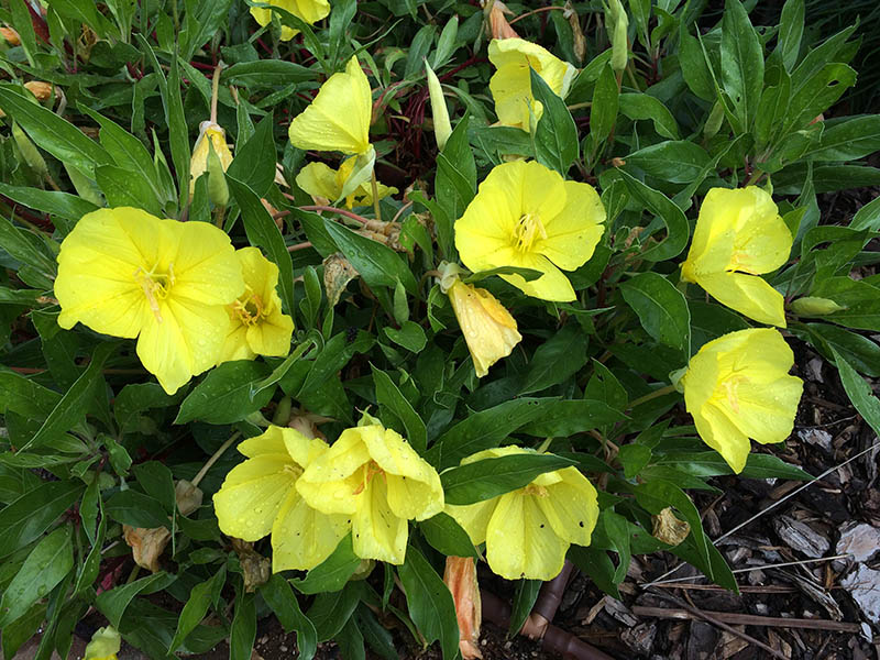 A close-up of an Evening Primrose plant. A close-up of an Evening Primrose plant.