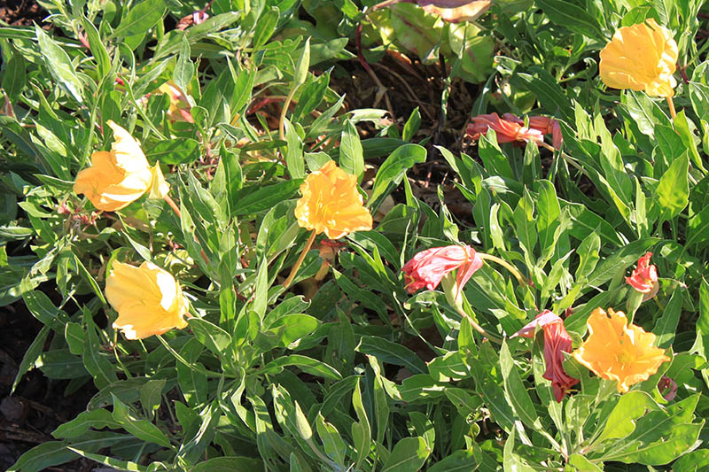 A green plant with yellow flowers. A green plant with yellow flowers.