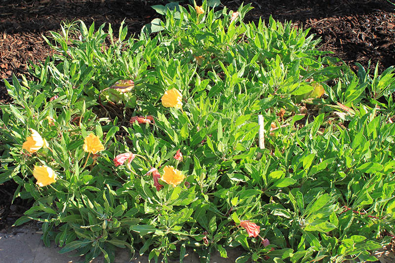 A green plant with yellow and red flowers. A green plant with yellow and red flowers.