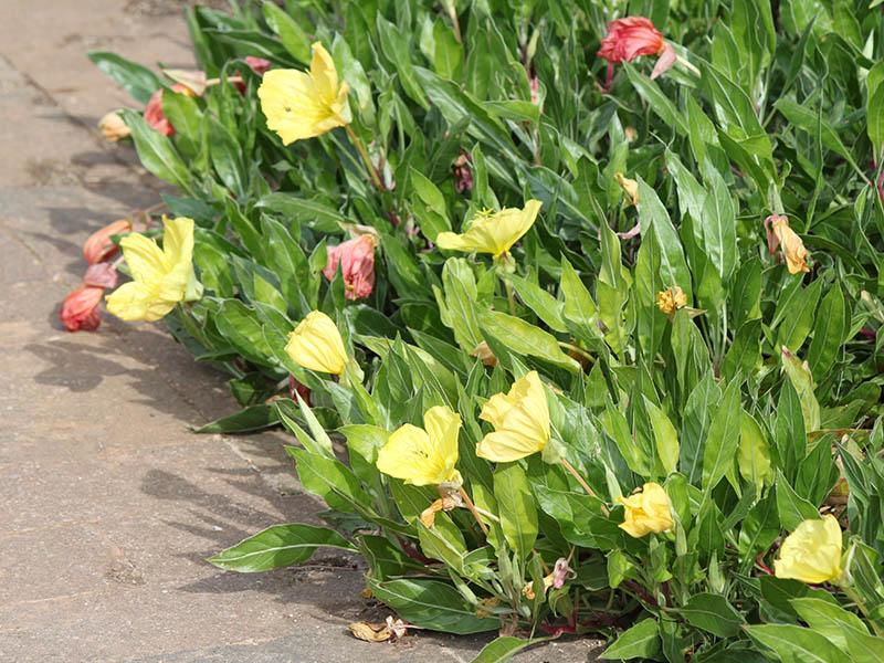An Evening Primrose plant in a flower bed. An Evening Primrose plant in a flower bed.
