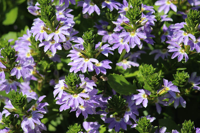 Purple flowers with yellow centers. Purple flowers with yellow centers.