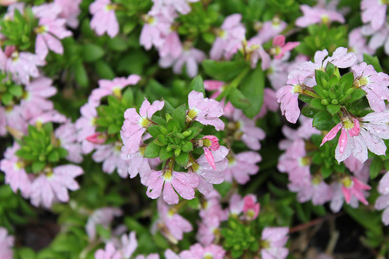 Light pink flowers with a yellow center. Light pink flowers with a yellow center.