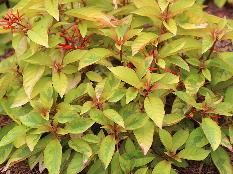 An upclose view of multiple leaves on a bush. An upclose view of multiple leaves on a bush.