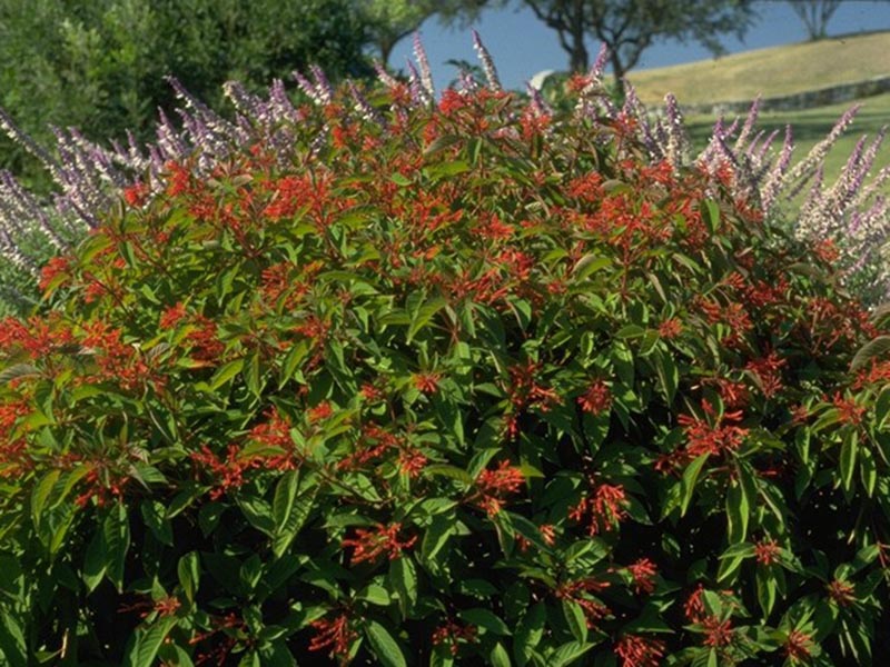 A bush in full bloom. A bush in full bloom.