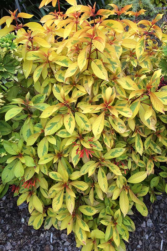 Verticle view looking down at the Firebush. Verticle view looking down at the Firebush.