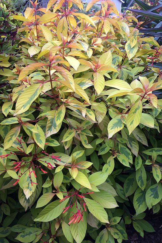 Verticle view of a bush looking toward the ground. Verticle view of a bush looking toward the ground.