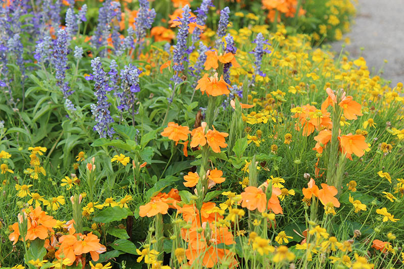 Firecracker flowers in a flower bed with other plants. Firecracker flowers in a flower bed with other plants.