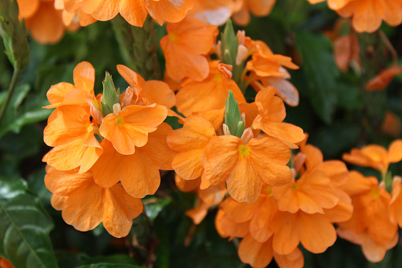 Orange flowers with a small green pod. Orange flowers with a small green pod.