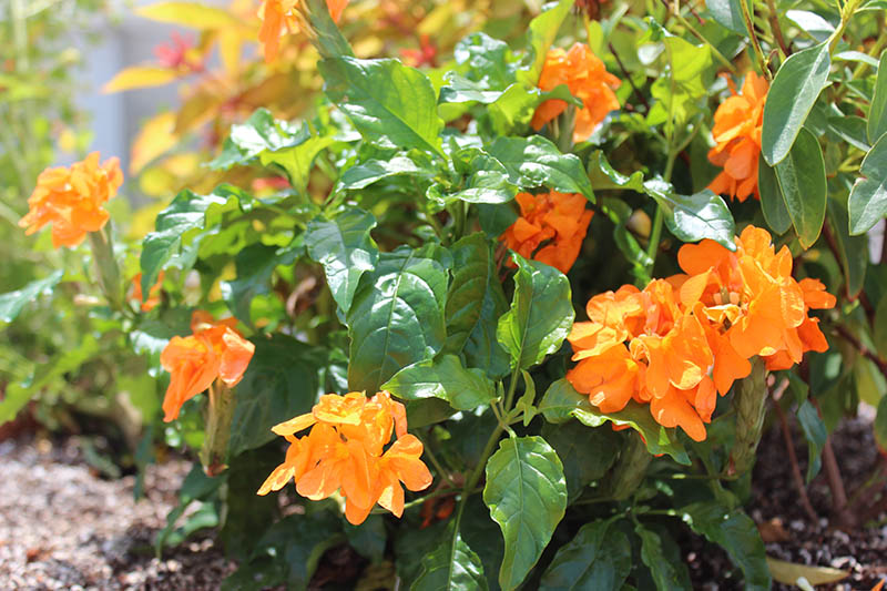Orange flowers on a green plant. Orange flowers on a green plant.