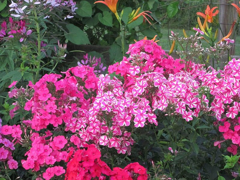 A variety of pink flowers in a flower bed. A variety of pink flowers in a flower bed.