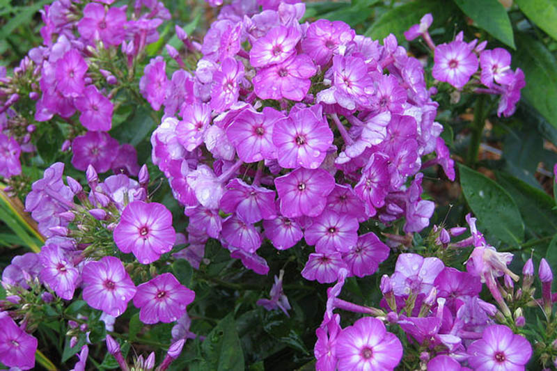 Purple flowers with white centers. Purple flowers with white centers.