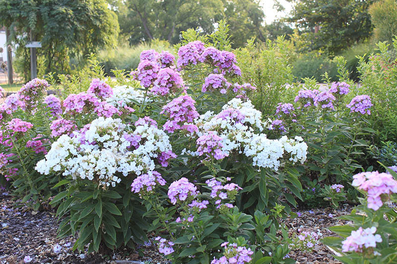 Purple and white flowers in a flower bed. Purple and white flowers in a flower bed.