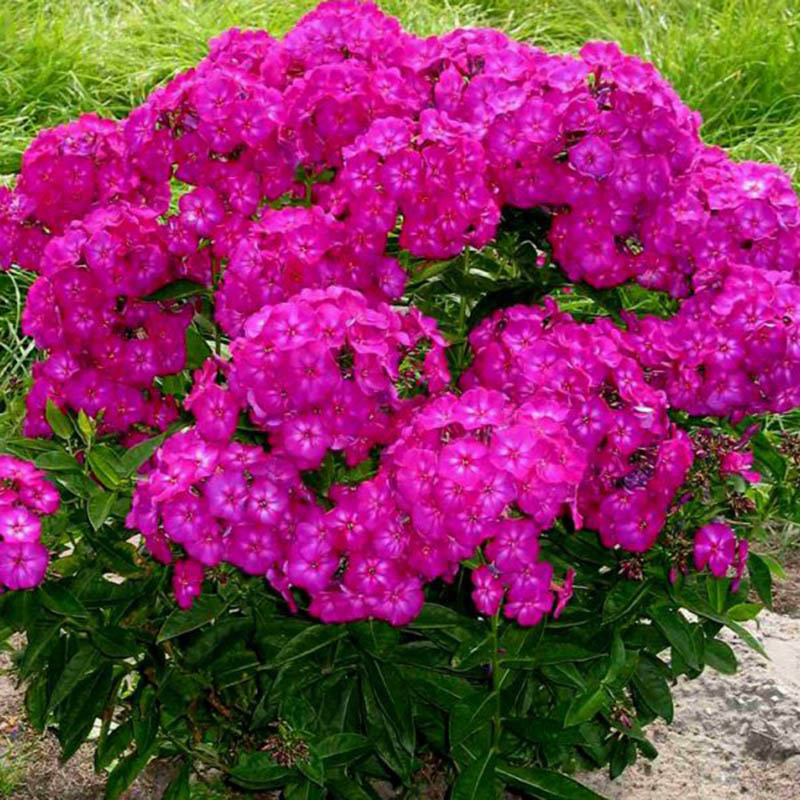 A close up of ruby flowers in a flower bed. A close up of ruby flowers in a flower bed.