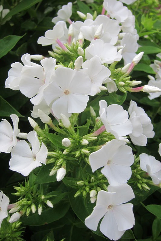 Veticle view of multiple flowers on one branch of the plant. Veticle view of multiple flowers on one branch of the plant.