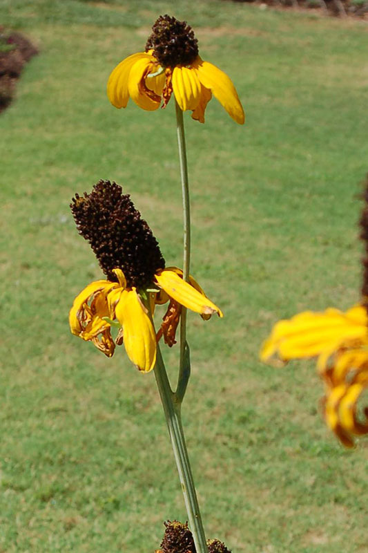 A Giant Coneflower plant in bloom. A Giant Coneflower plant in bloom.