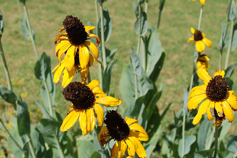 A closeup of the Giant Coneflower blooms. A closeup of the Giant Coneflower blooms.
