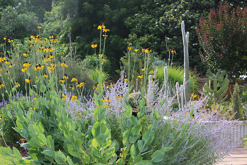 A Giant Coneflower in landscape. A Giant Coneflower in landscape.