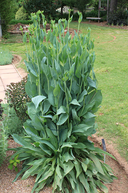A Giant Coneflower plant without blooms. A Giant Coneflower plant without blooms.