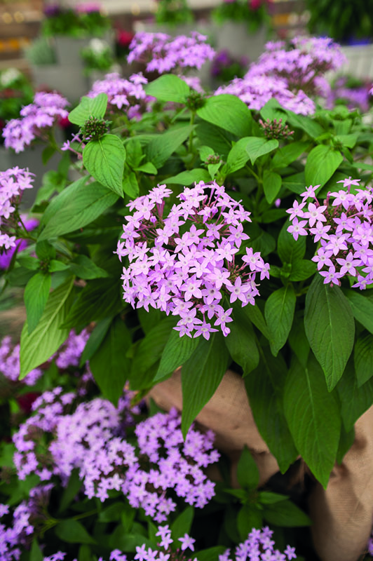 A lavendar colored Grafitti Series Star Flower. A lavendar colored Grafitti Series Star Flower.