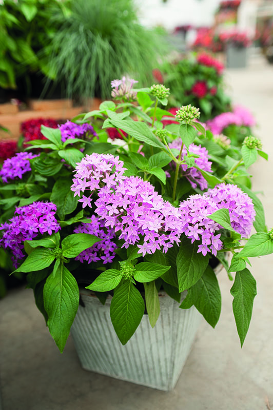 Lavendar and pink Graffiti Star Flowers. Lavendar and pink Graffiti Star Flowers.