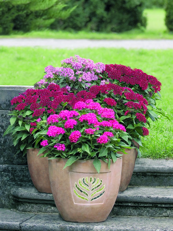 Lavendar, red lace and rose colored Graffiti Star Flowers. Lavendar, red lace and rose colored Graffiti Star Flowers.