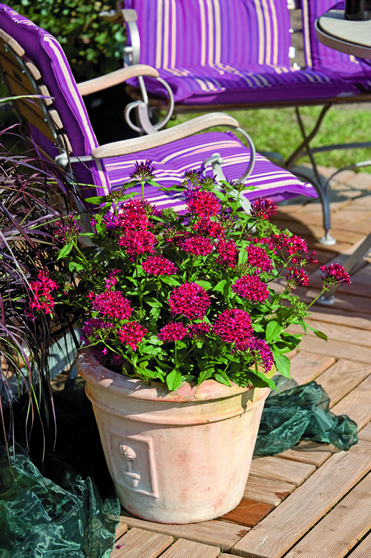 Lipstick colored Graffiti Star Flowers. Lipstick colored Graffiti Star Flowers.
