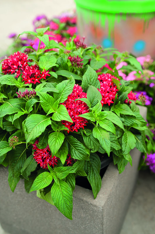 Red velvet colored Graffiti Star Flowers. Red velvet colored Graffiti Star Flowers.