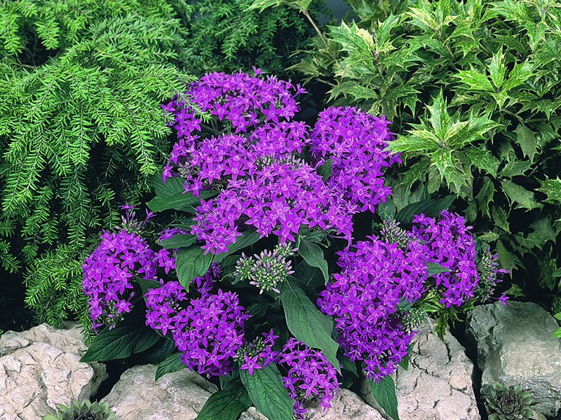 Violet colored Graffiti Star Flowers. Violet colored Graffiti Star Flowers.